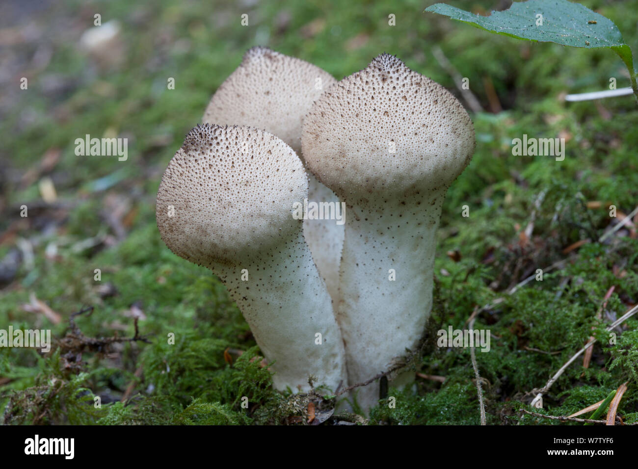 Warted Puffball (Lycoperdon perlatum) Larrabee State Park, Whatcom County, Washington, USA, September. Stockfoto