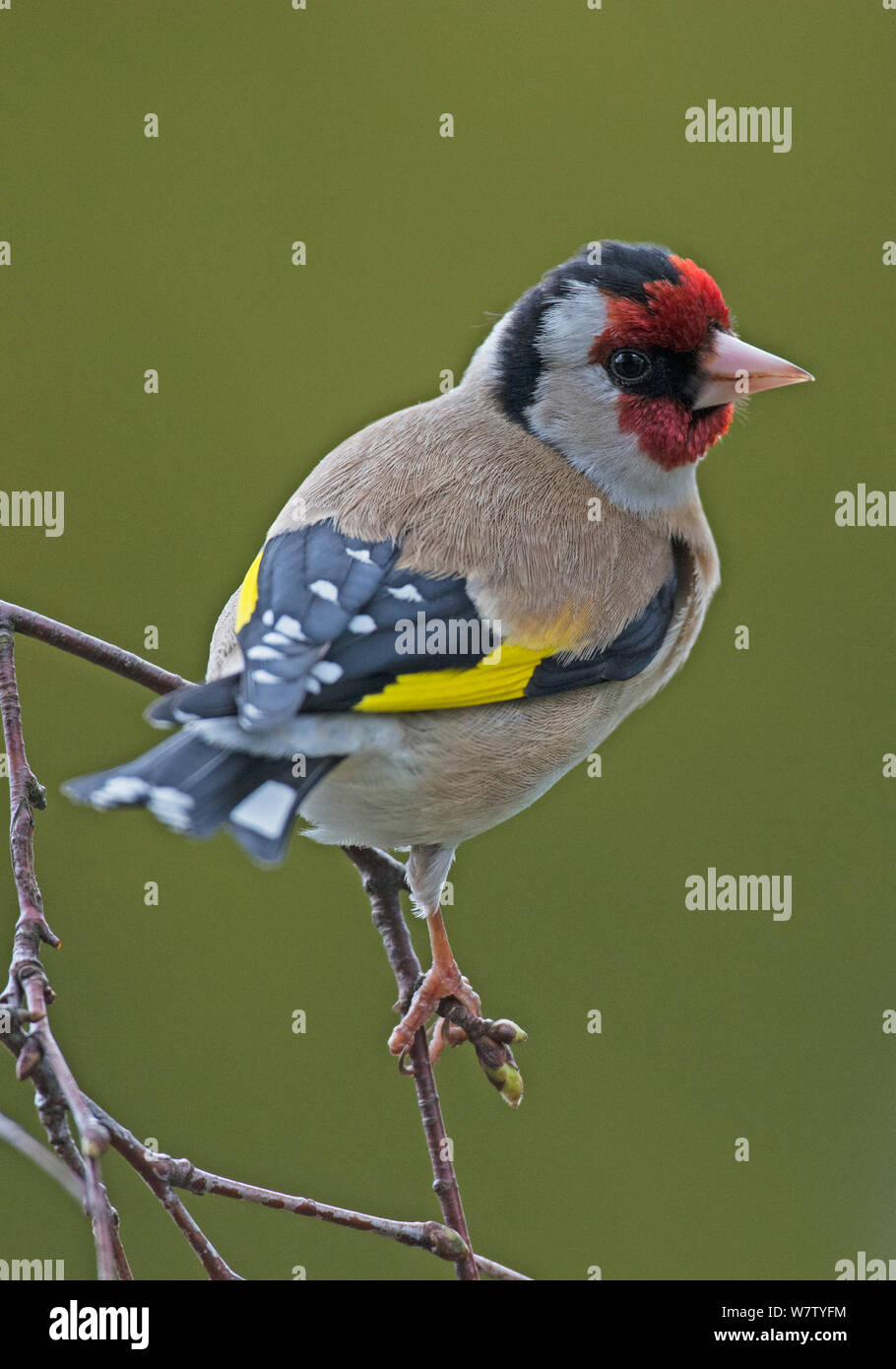 Männliche Stieglitz (Carduelis carduelis) in Birke thront. Longframlington, Northumberland. UK. Stockfoto