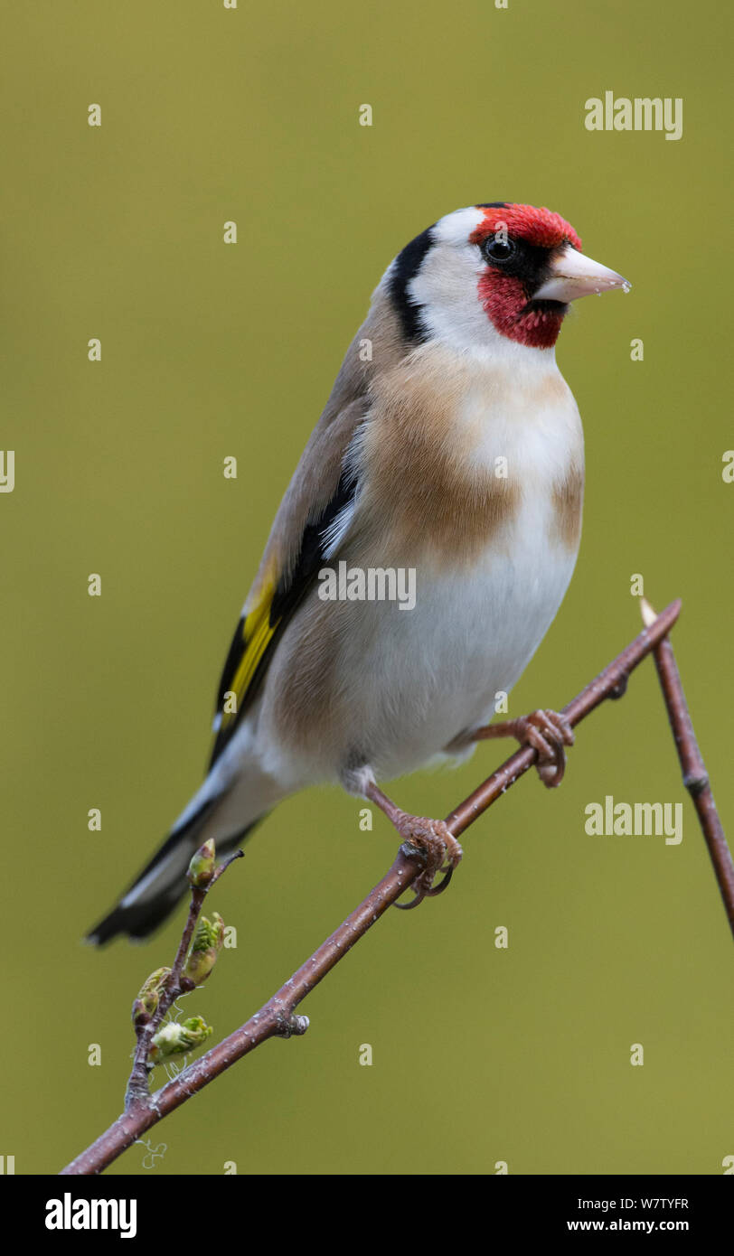 Männliche Stieglitz (Carduelis carduelis) in Birke thront. Longframlington, Northumberland, Großbritannien. Stockfoto
