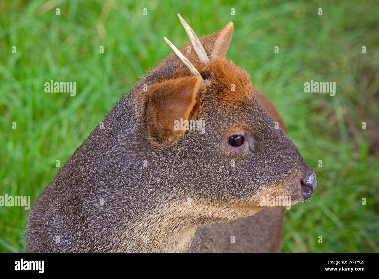 Southern pudú deer pudu puda Fotos und Bildmaterial in hoher