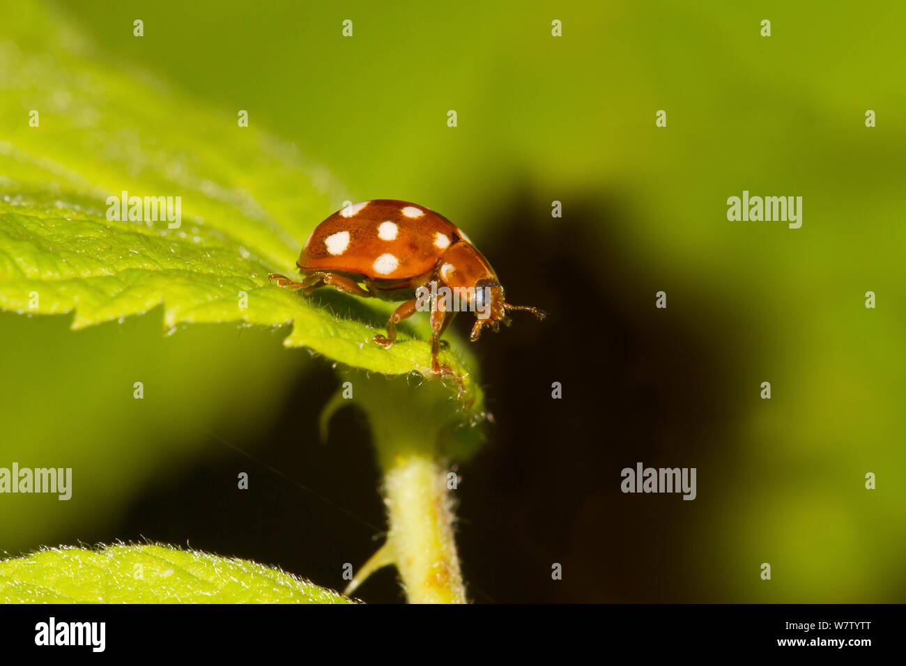 Creme - Spot ladybird (Calvia quatuordecimguttata/14-Guttata) auf Blatt, brockley Friedhof, Lewisham, Großbritannien, Juli. Stockfoto