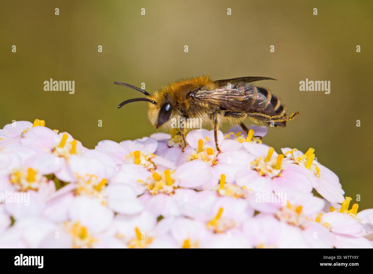 Männliche Gipser Biene (Colletes daviesanus) auf Schafgarbe, Lewisham, London, Großbritannien, Juli. Stockfoto
