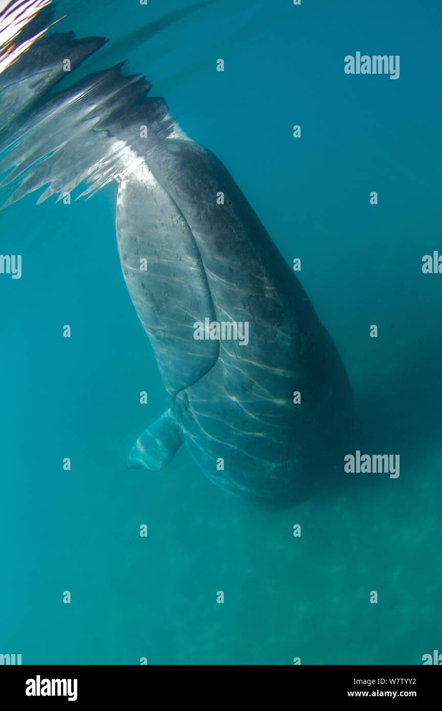 Grönlandwal (Balaena Mysticetus) abreiben abblätternde Haut auf den Boden des Ozeans, Jun. Ostküste Baffin Island, Qikiqtarjuaq, Nunavut, Kanada, Stockfoto