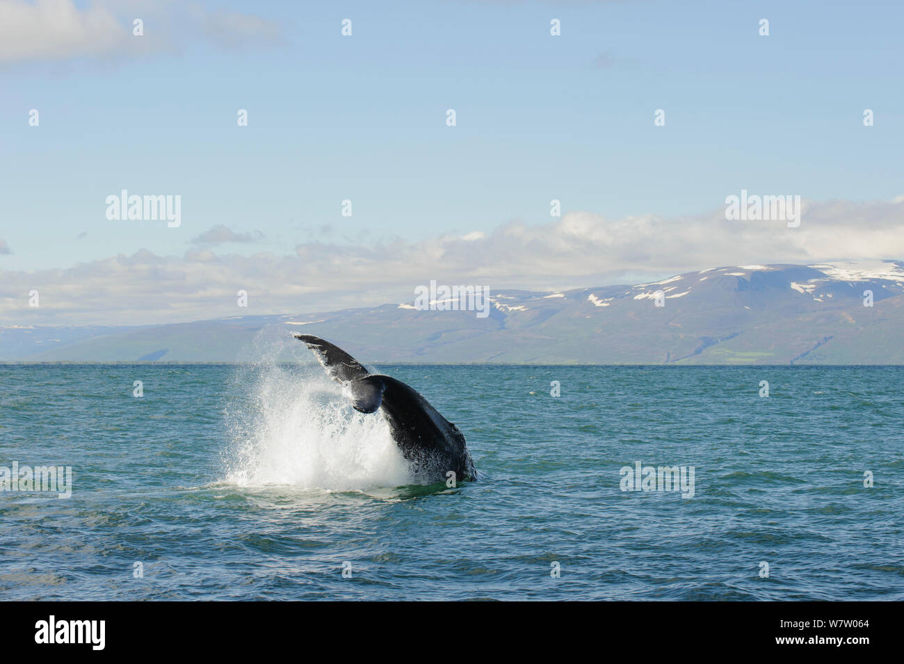 Buckelwale (Megaptera novaeangliae) ausstellenden Blütenstiel werfen, Skjalfandi Bay, Island, Juli. Stockfoto