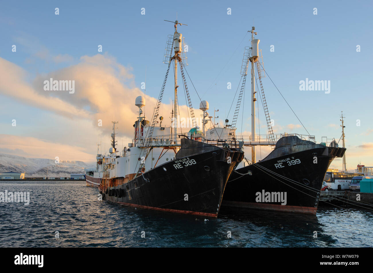 Zwei Hvalur Walfang Boote, Reykjavik, Island, November 2012. Stockfoto