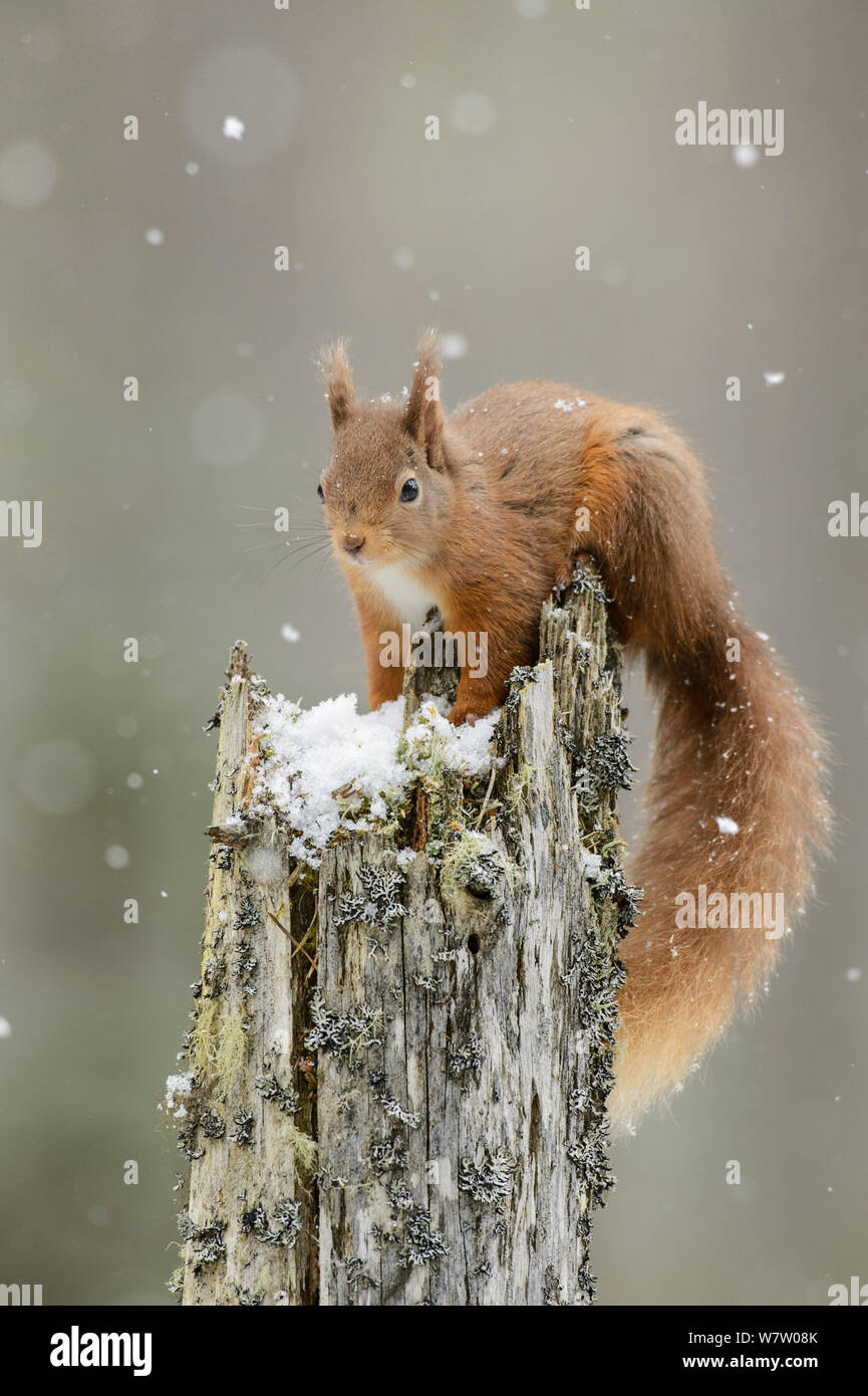 Eichhörnchen (Sciurus vulgaris) auf Baumstumpf im Schnee, Black Isle, Schottland, UK, März. Stockfoto
