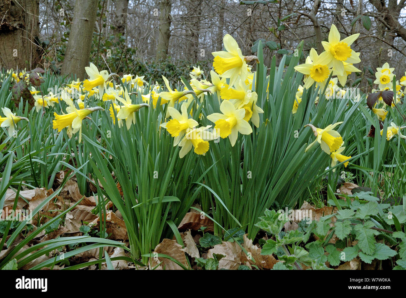 Wilden Narzissen (Narcissus pseudonarcissus) wachsen im alten Wald, Lesnes Abbey Wood, London Borough von Dartford, England, UK, März. Stockfoto