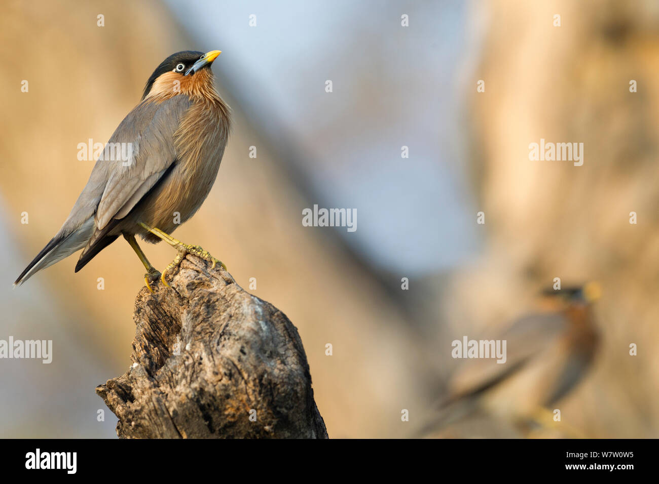 Brahminy Starling/Brahminy myna (Sturnus pagodarum) in einem Baum gehockt. Keoladeo Ghana National Park, Bharatpur, Rajasthan, Indien. Stockfoto