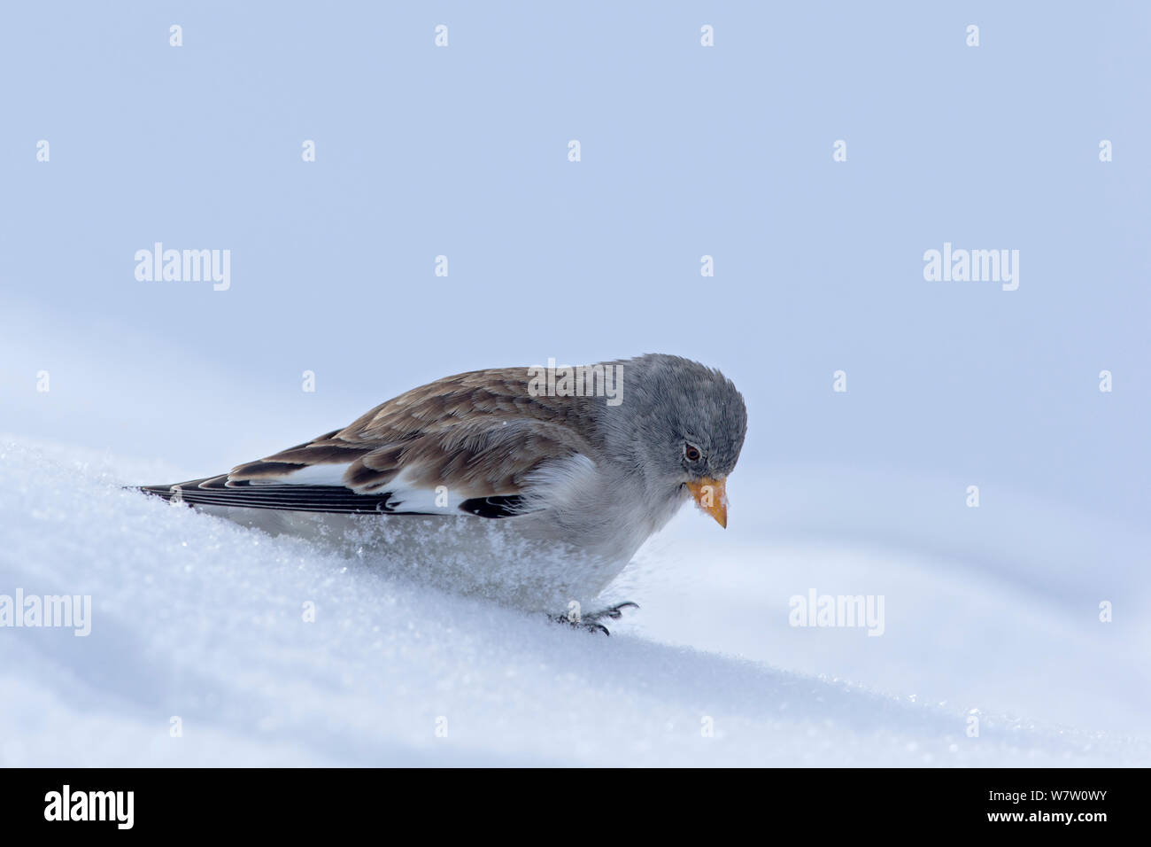 Snowfinch (Montifringilla nivalis) Nahrungssuche in tiefem Schnee. Nationalpark Stilfser Joch Sulden Sulden am Ortler, Südtirol, Italien, Januar. Stockfoto