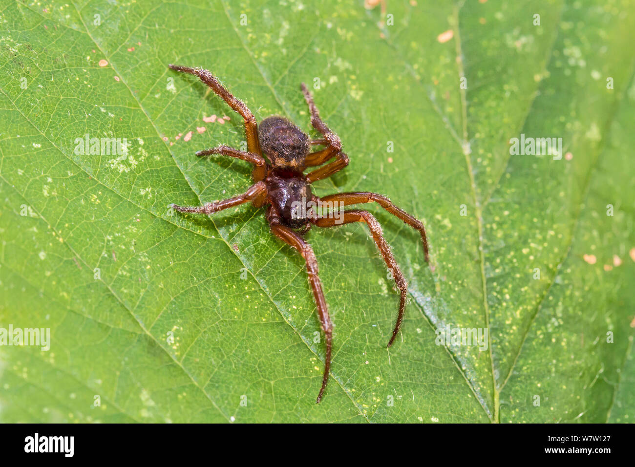 aranea-terrestris-fotos-und-bildmaterial-in-hoher-aufl-sung-alamy