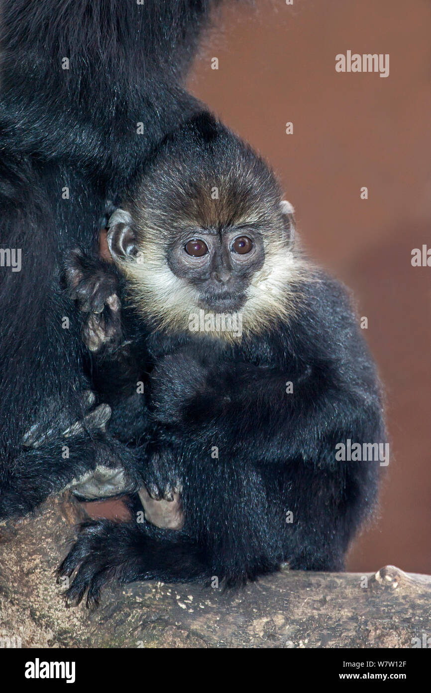 Junge Francois' Langur (Trachypithecus francoisi) aus South West China North East Vietnam. Gefährdet. Stockfoto