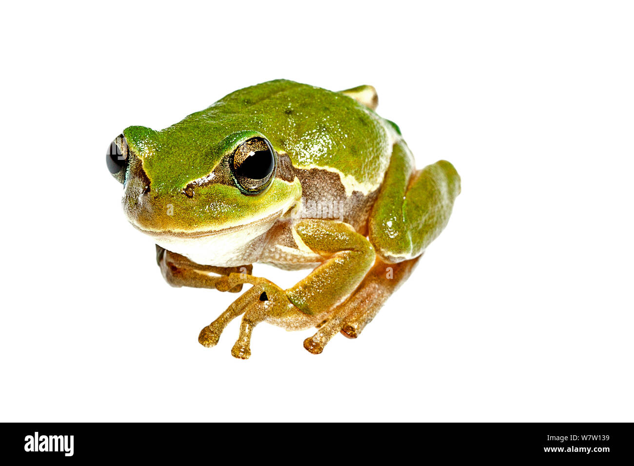 Juvenile Europäischen treefrog (Hyla arborea) Kreta, Griechenland Meetyourneighbors.net Projekt. Stockfoto