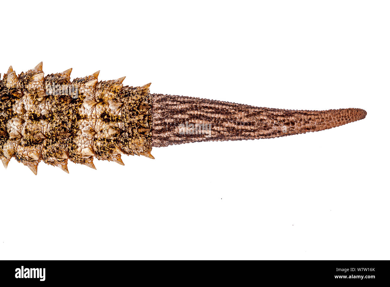 Regenerierten Schwanz des maurischen Wand Gecko (Tarentola mauritanica), Kreta, Griechenland, März. Meetyourneighbors.net Projekt. Stockfoto