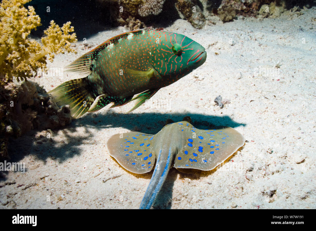 Abudjubbe lippfisch (Cheilinus abudjubbe) endemische Arten, mit einem ribbontail ray Blaupunktrochen (Taeniura lymna) Graben in sandigen Boden, in der Hoffnung, dass auslaufendes Beute zu fangen. Ägypten, Rotes Meer. Stockfoto