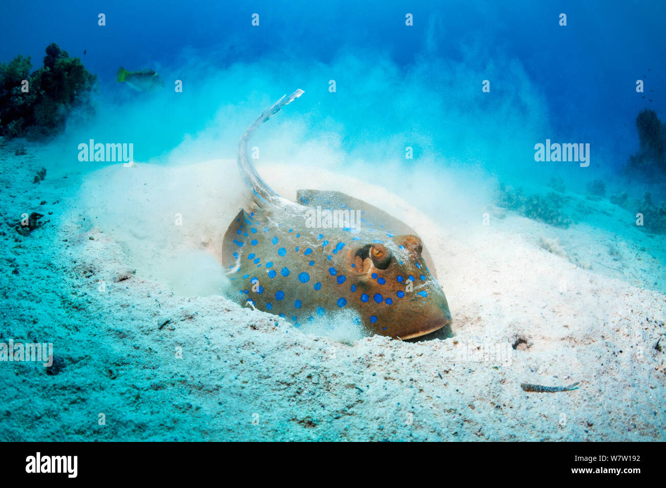 Bluespotted Ribbontail Strahl (Taeniura Lymma) auf Nahrungssuche in sandigen Meeresgrund, Muscheln oder Würmer zu finden.  Ägypten, Rotes Meer. Stockfoto