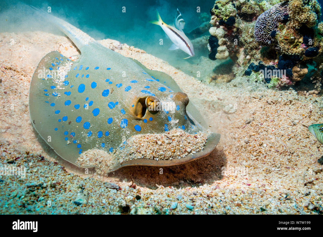 Blaupunktrochen (Taeniura lymna ribbontail Ray) Graben in der sandigen Meeresgrund für Muscheln und Würmern. Ägypten, Rotes Meer. Stockfoto