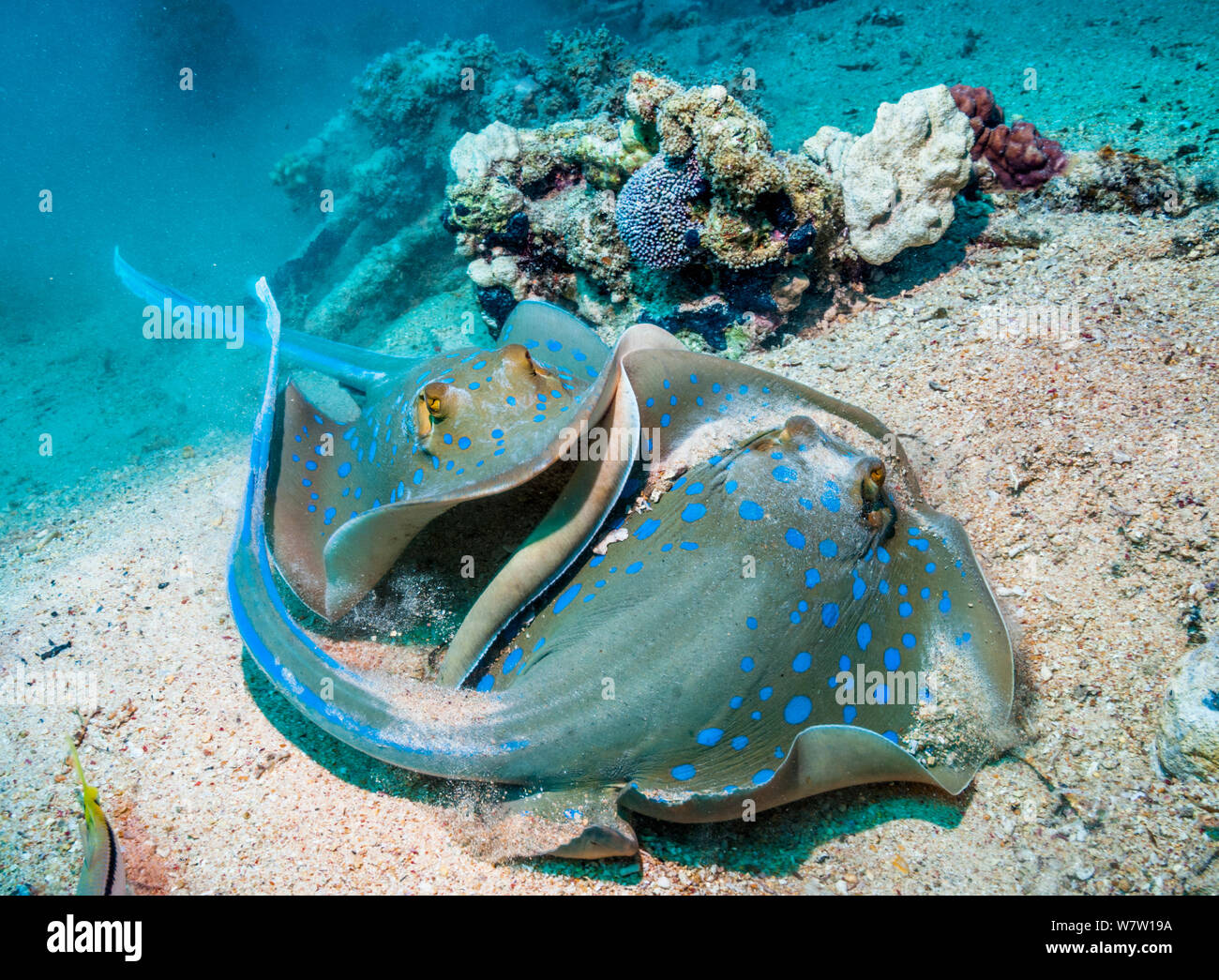 Blaupunktrochen (Taeniura lymna ribbontail Strahlen) mit einem anderen Schwimmen, von hinten. Ägypten, Rotes Meer. Stockfoto