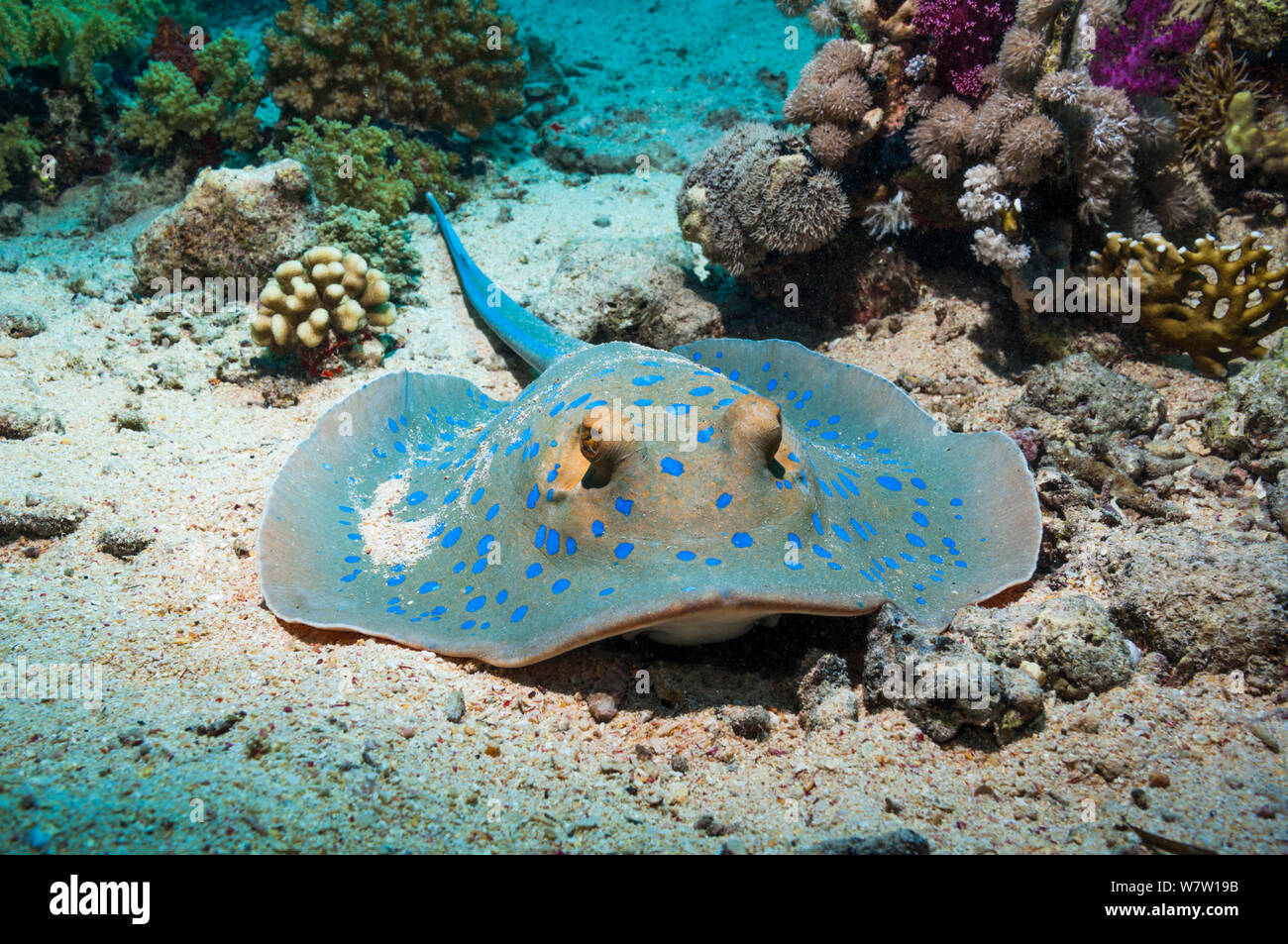Blaupunktrochen (Taeniura lymna ribbontail Ray) Ägypten, Rotes Meer. Stockfoto