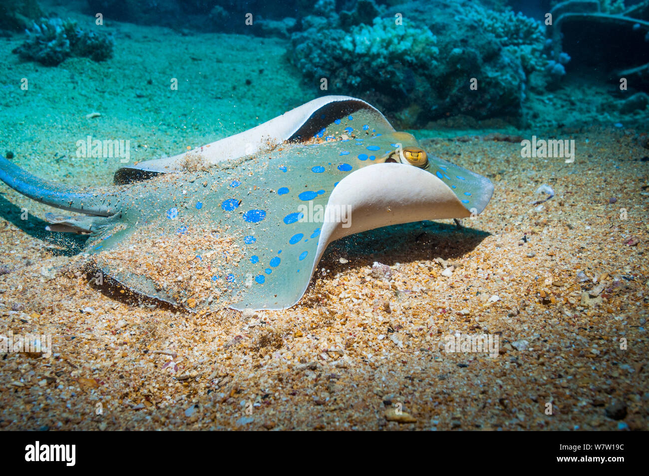 Blaupunktrochen (Taeniura lymna ribbontail Ray) Ägypten, Rotes Meer. Stockfoto