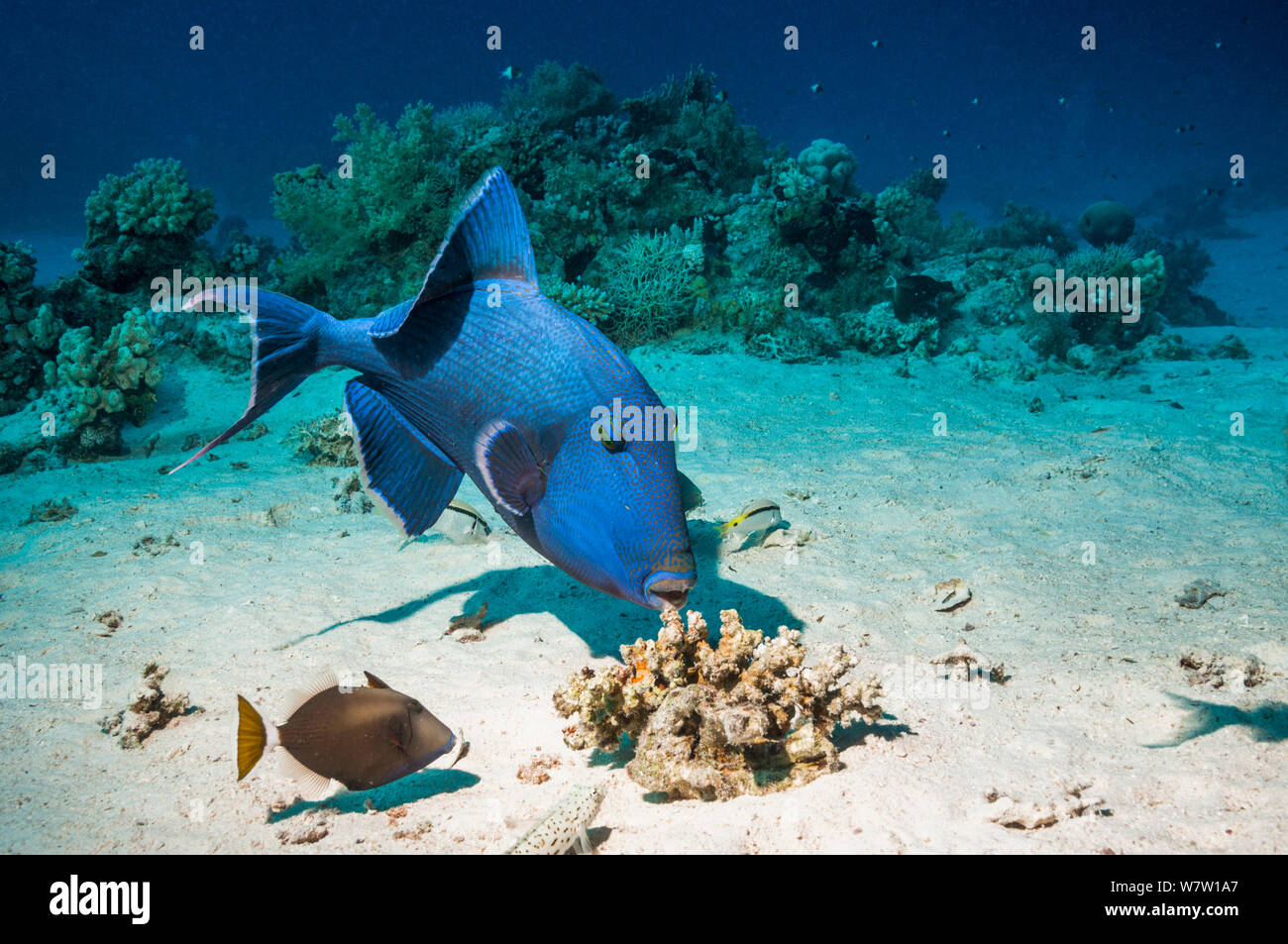 Blaue Drückerfische (Pseudobalistes fuscus) Rodung für Lebensmittel mit einem blaukehlchen oder Whitetail Drückerfische (Sufflamen albicaudatus) eine Beute zu entkommen. Ägypten, Rotes Meer. Stockfoto