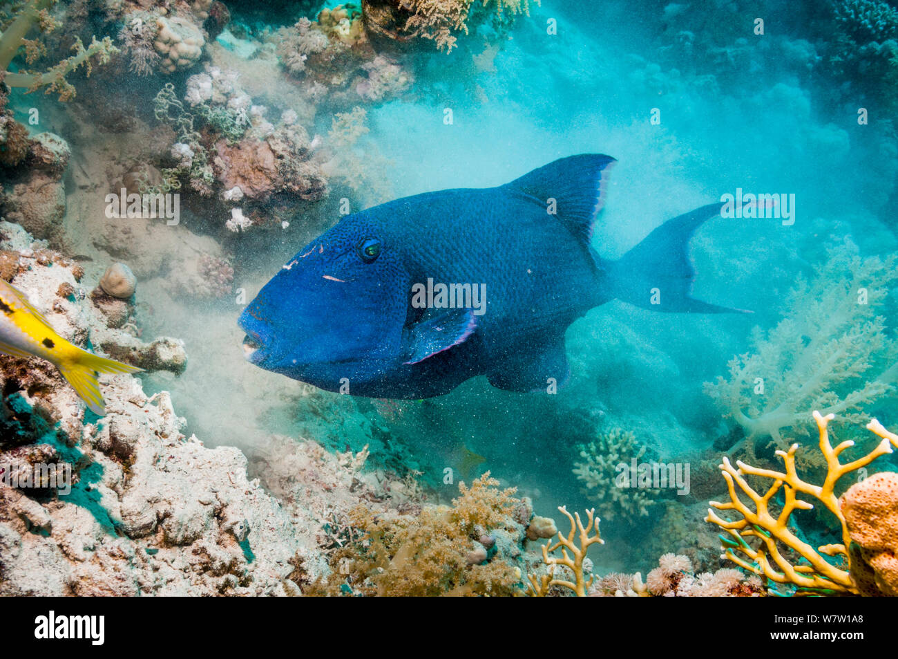 Blaue Drückerfische (Pseudobalistes fuscus) Graben im Sand für Muscheln oder Würmer. Ägypten, Rotes Meer. Stockfoto