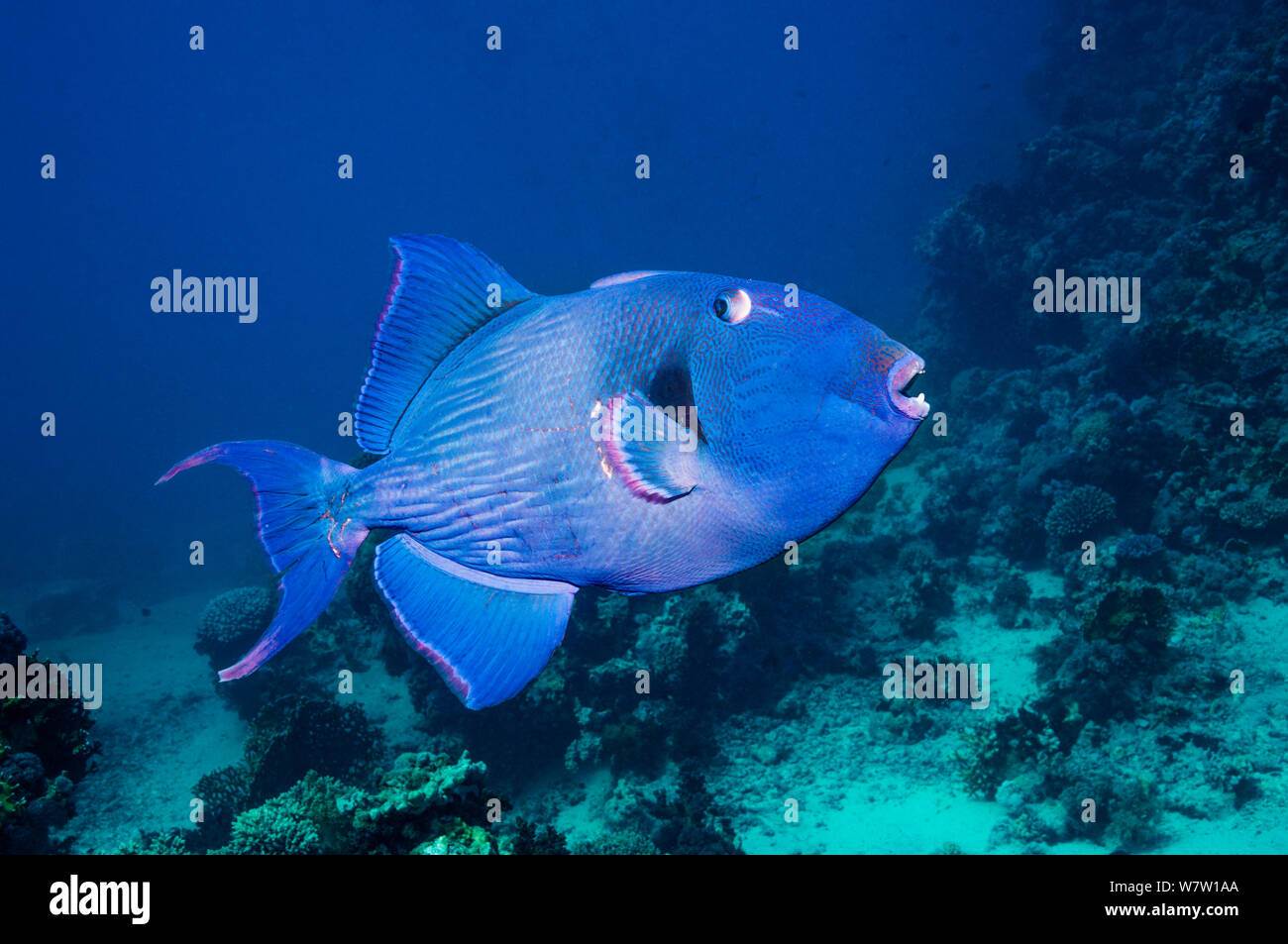 Blaue Drückerfische (Pseudobalistes fuscus) Ägypten, Rotes Meer. Stockfoto