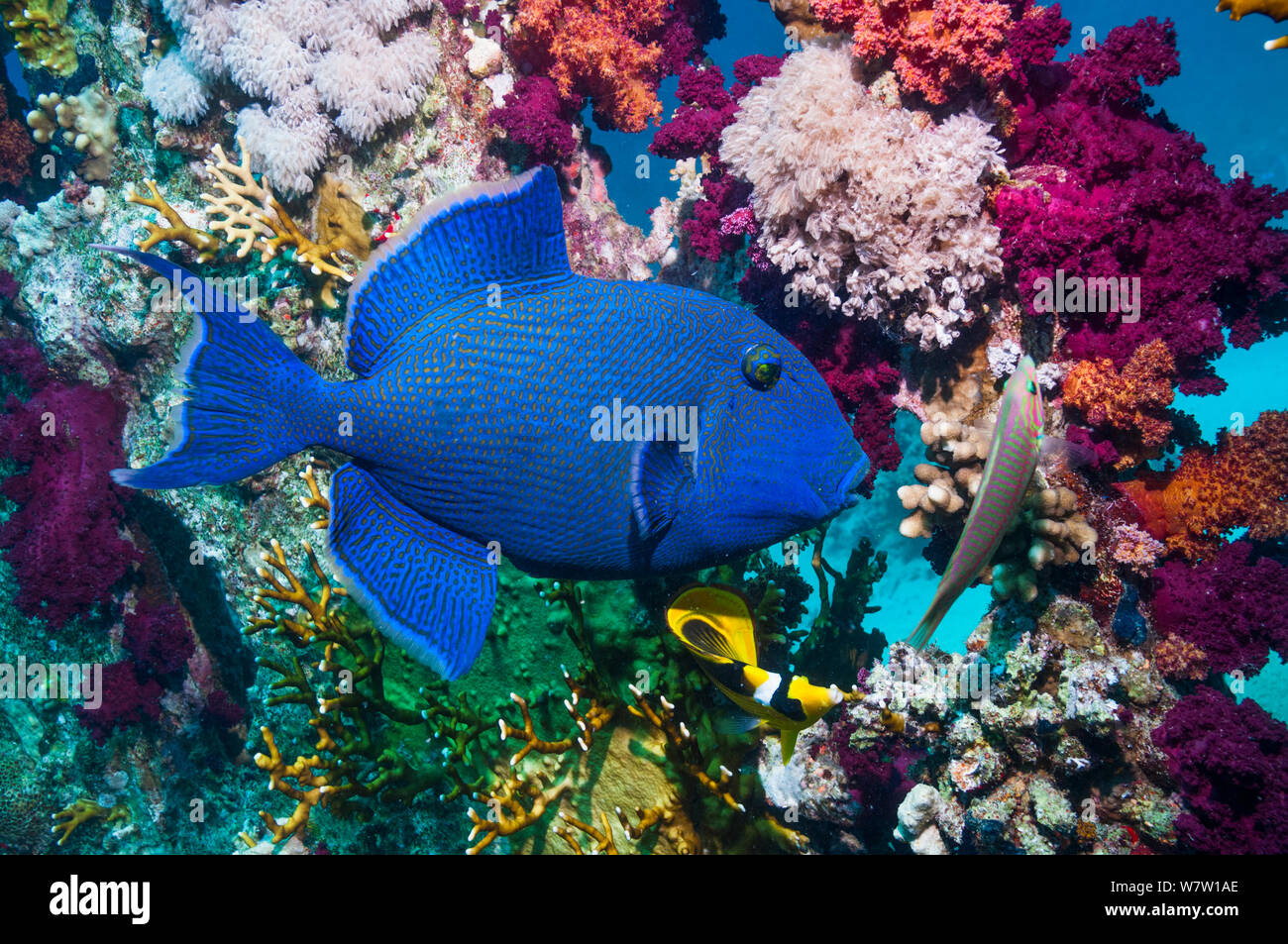 Blaue Drückerfische (Pseudobalistes fuscus) Ägypten, Rotes Meer. Stockfoto