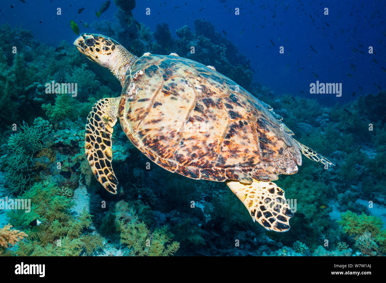 Hawksbill Schildkröte (Eremochelys imbricata) Ägypten, Rotes Meer. Stockfoto