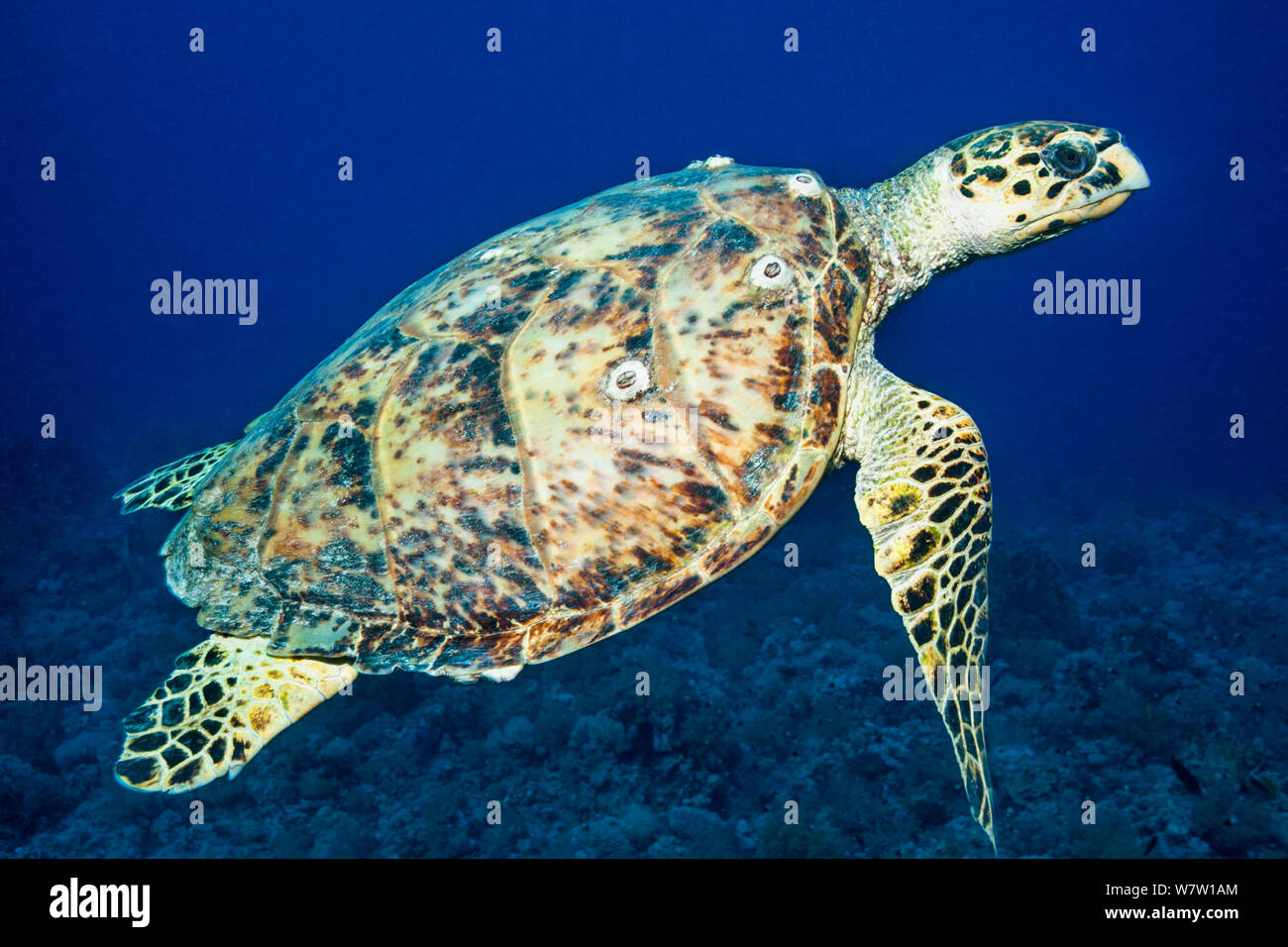 Hawksbill Schildkröte (Eremochelys imbricata) Ägypten, Rotes Meer. Stockfoto