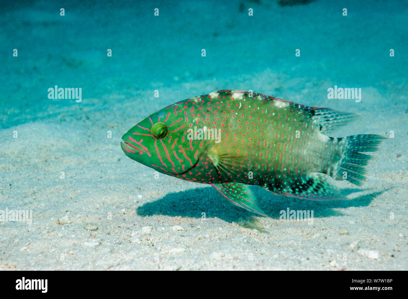 Abudjubbe's Glanz lippfisch (Cheilinus abudjubbe) Ägypten, Rotes Meer. Stockfoto