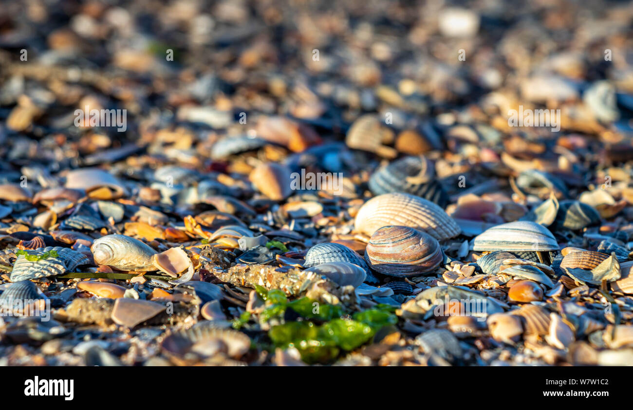 Sea Shell Hintergrund - Norderney Deutschland Stockfoto