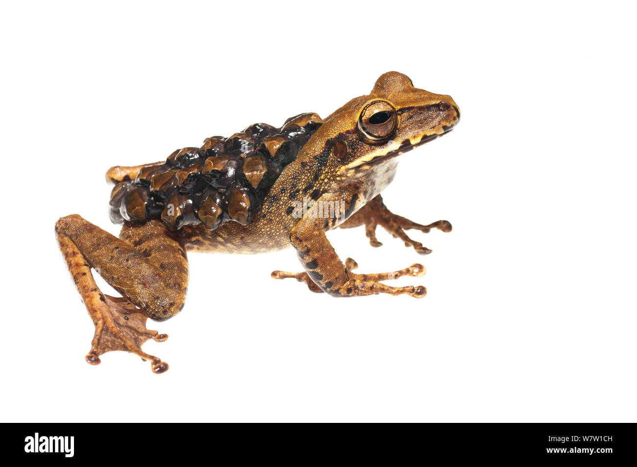 Groete Creek Durchführung Frosch (Stefania Evansi) weibliche Durchführung Kaulquappen auf dem Rücken, henapau, Guyana. Meetyourneighbors.net Projekt. Stockfoto