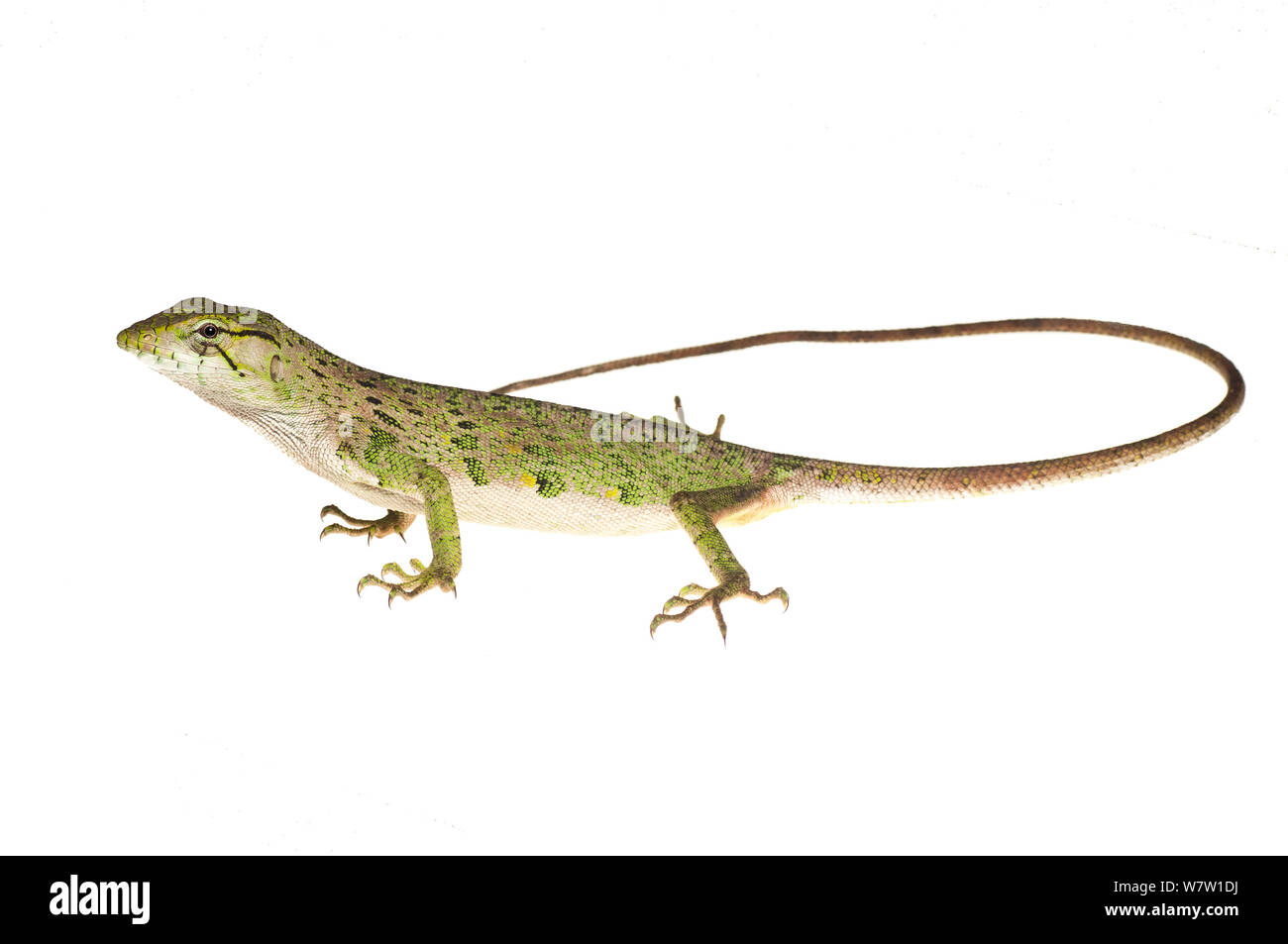 Gemeinsame monkey Lizard (Polychrus Marmoratus) Chenapau, Guyana. Meetyourneighbors.net Projekt. Stockfoto