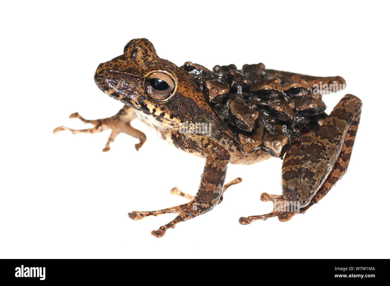 Groete Creek Durchführung Frosch (Stefania Evansi) froglets, Chenapau, Guyana. Meetyourneighbors.net Projekt. Stockfoto