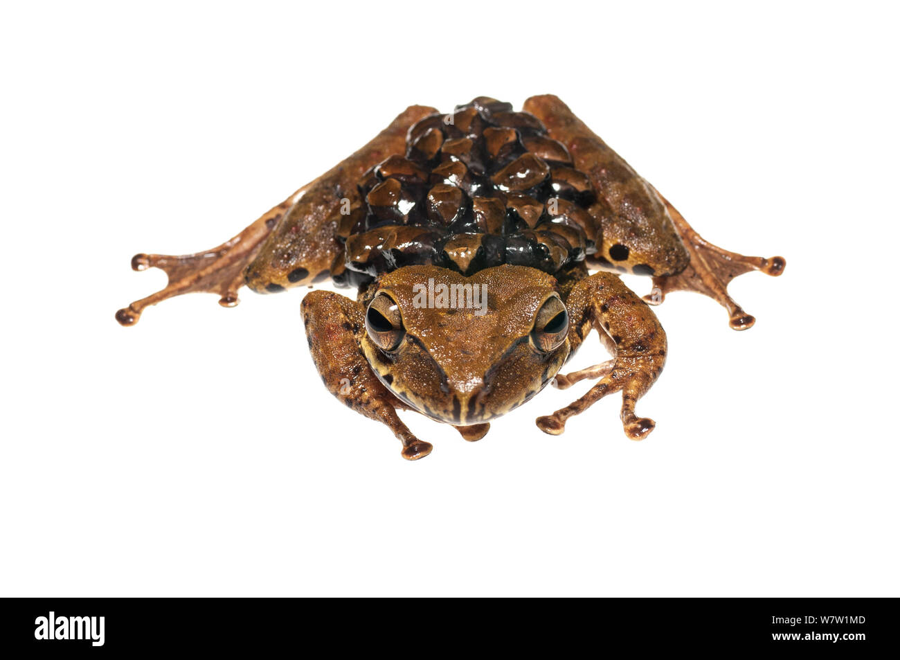 Groete Creek Durchführung Frosch (Stefania Evansi) Kaulquappen, Chenapau, Guyana. Meetyourneighbors.net Projekt. Stockfoto