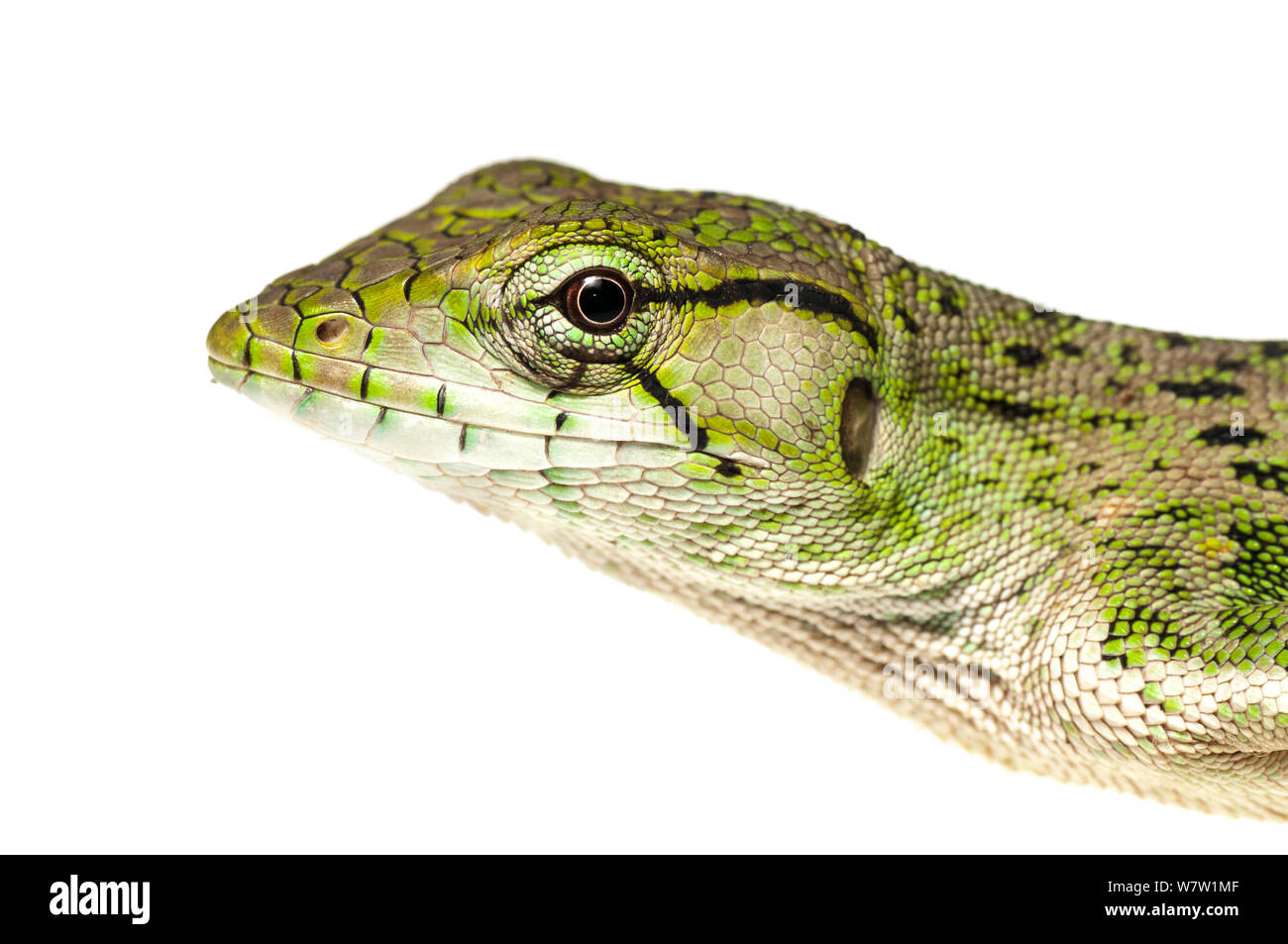 Gemeinsame monkey Lizard (Polychrus Marmoratus) Chenapau, Guyana. Meetyourneighbors.net Projekt. Stockfoto