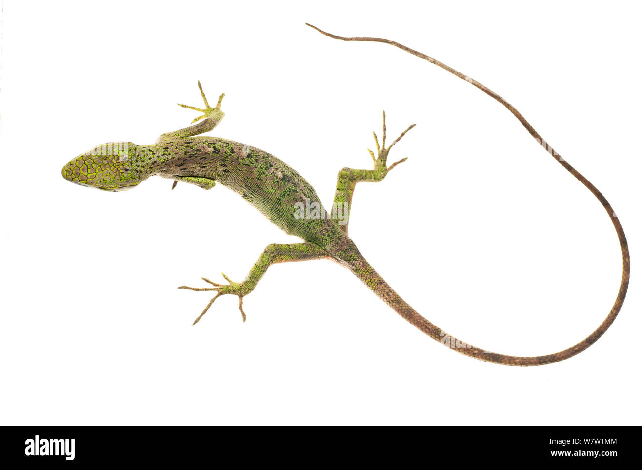 Gemeinsame monkey Lizard (Polychrus Marmoratus) Chenapau, Guyana. Meetyourneighbors.net Projekt. Stockfoto