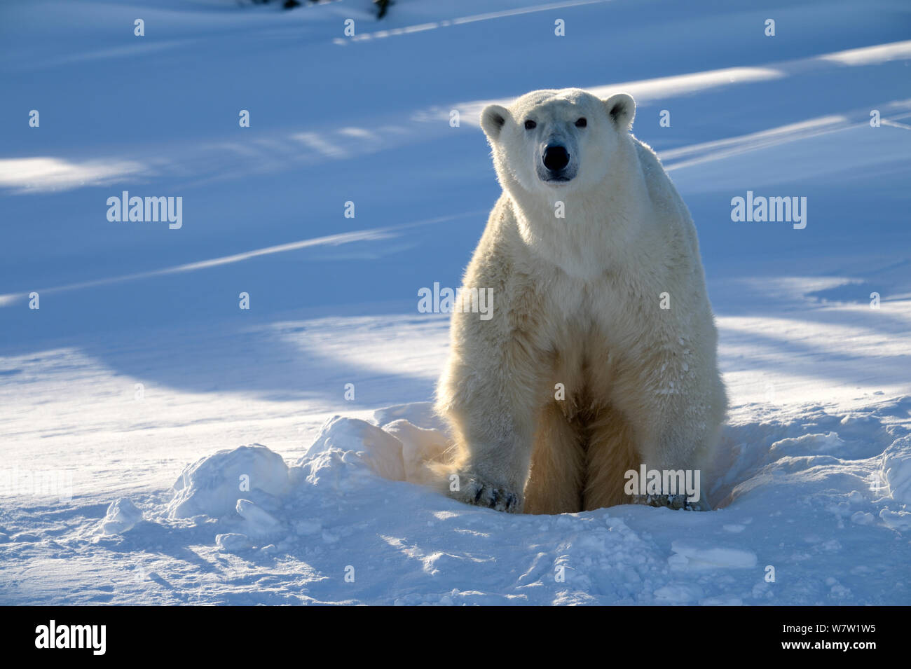 Eisbär (Ursus maritimus) Weibliche, das aus der Höhle. Wapusk National Park, Churchill, Manitoba, Kanada, März. Stockfoto