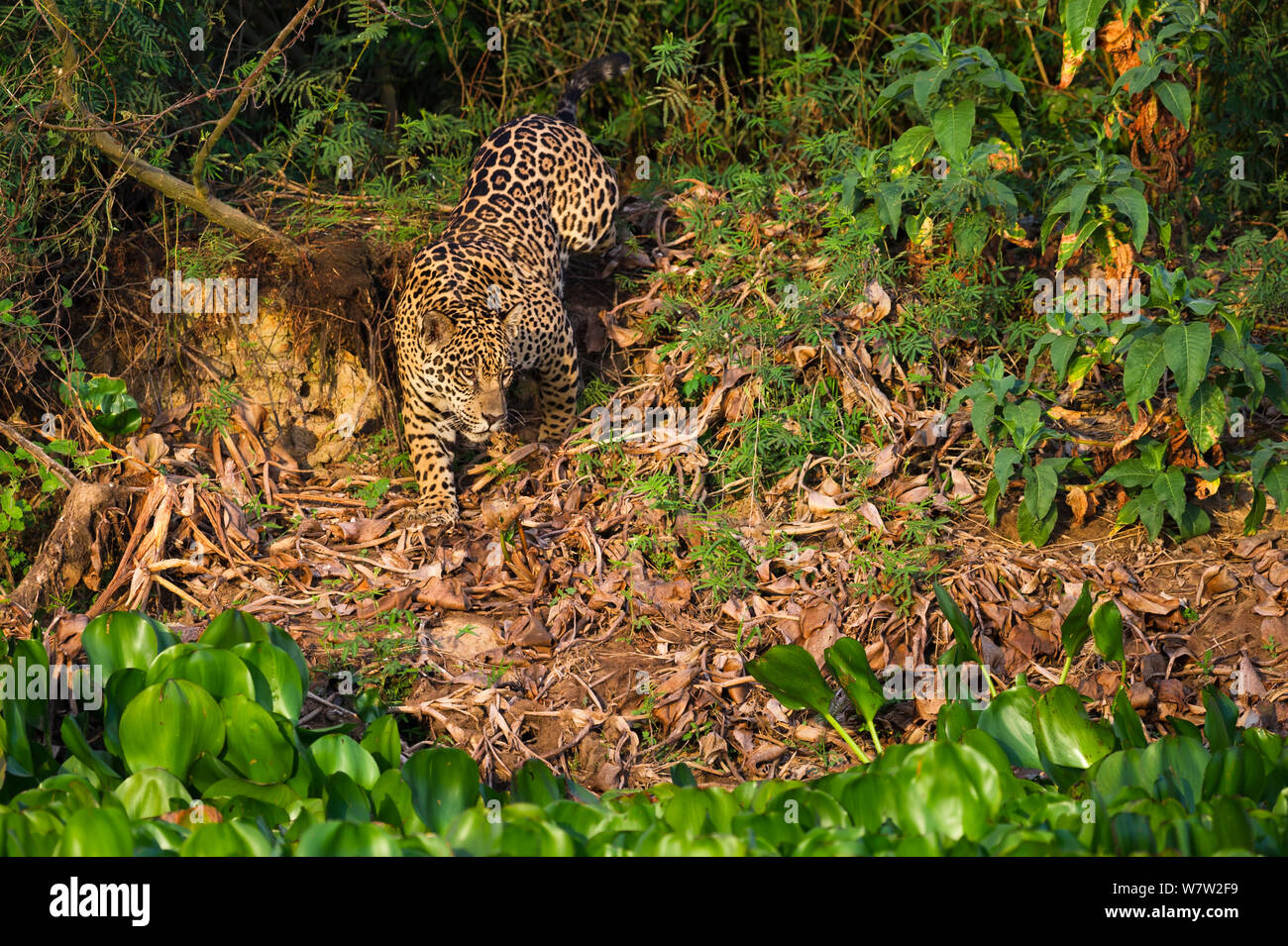 Wilder Mann Jaguar (Panthera onca palustris) Stalking entlang der Ufer der Cuiaba Fluss am späten Nachmittag Sonne. Nördlichen Pantanal, Brasilien. Stockfoto