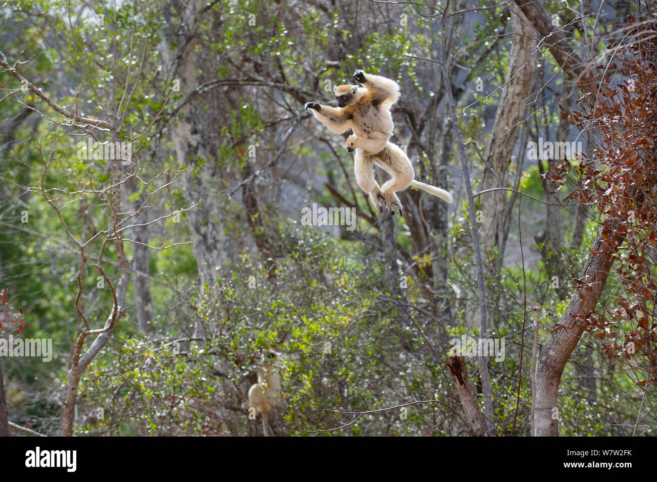 Weibliche Golden gekrönte Sifaka (Propithecus tattersalli) Durchführung Kleinkind und sprang durch die Baumkronen. Die Wälder in der Nähe des Dorfes, in der Nähe von Daraina Andranotsimaty, Madagaskar. Kritisch gefährdeten Arten. Stockfoto