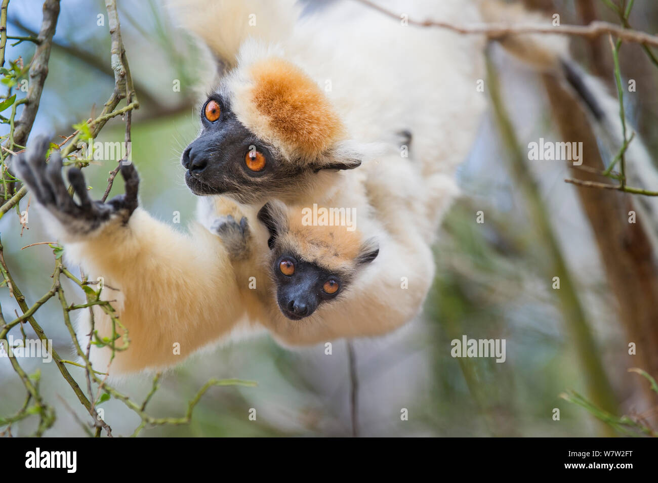 Weibliche Golden gekrönte Sifaka (Propithecus tattersalli) Durchführung 2-monatigen Säuglings- und Fütterung auf Knospen in die Baumkronen. Die Wälder in der Nähe des Dorfes, in der Nähe von Daraina Andranotsimaty, Madagaskar. Kritisch gefährdet. Stockfoto