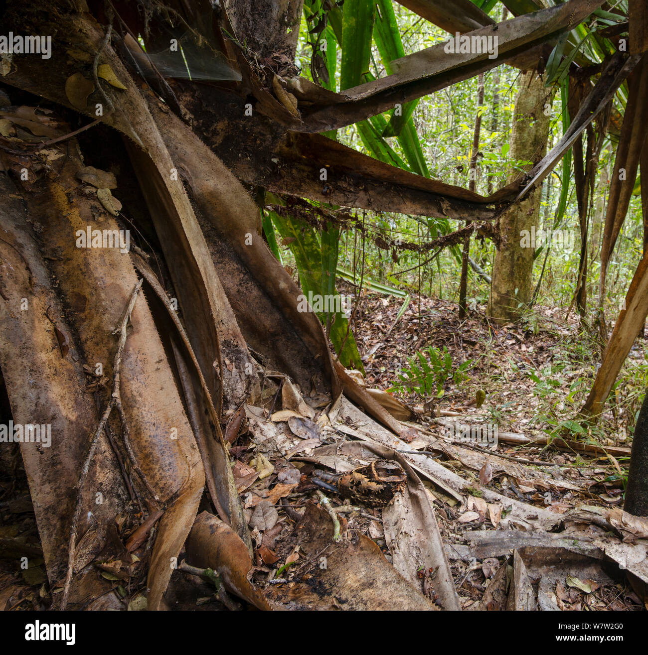 (Collared Nightjar Caprimulgus enarratus) ruht auf Blatt - Wurf unter einem Pandanus Baum. Andasibe-Mantadia Nationalpark, östlich von Madagaskar. Stockfoto