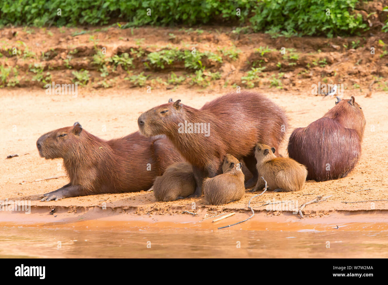 Capybara (Hydrochaeris hydrochaeris) Familie im Water's Edge, Pantanal, Brasilien. Stockfoto