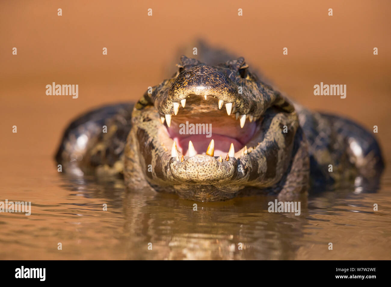 Spectacled Kaimane (Caiman crocodilus) Thermoregulierende mit offenem Mund, Pantanal, Brasilien. Stockfoto