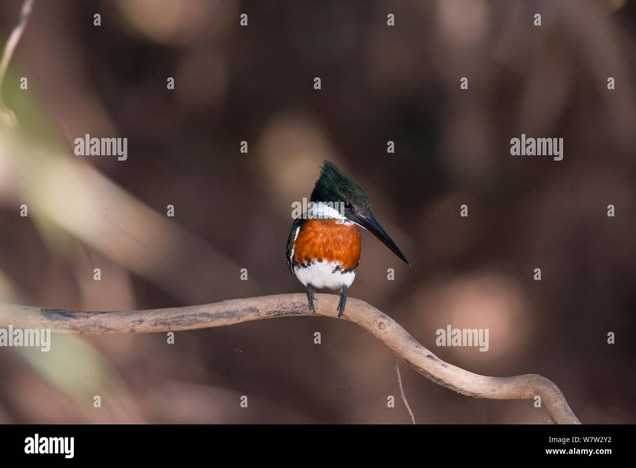 Green Kingfisher (Chloroceryle americana) männlich, Pantanal, Brasilien. Stockfoto