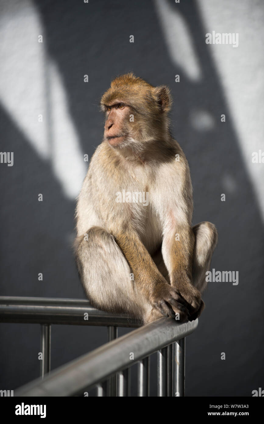 Barbary macaque (Macaca sylvanus) auf der Cable Car Safety guard Zaun, Gibraltar, Dezember. Stockfoto