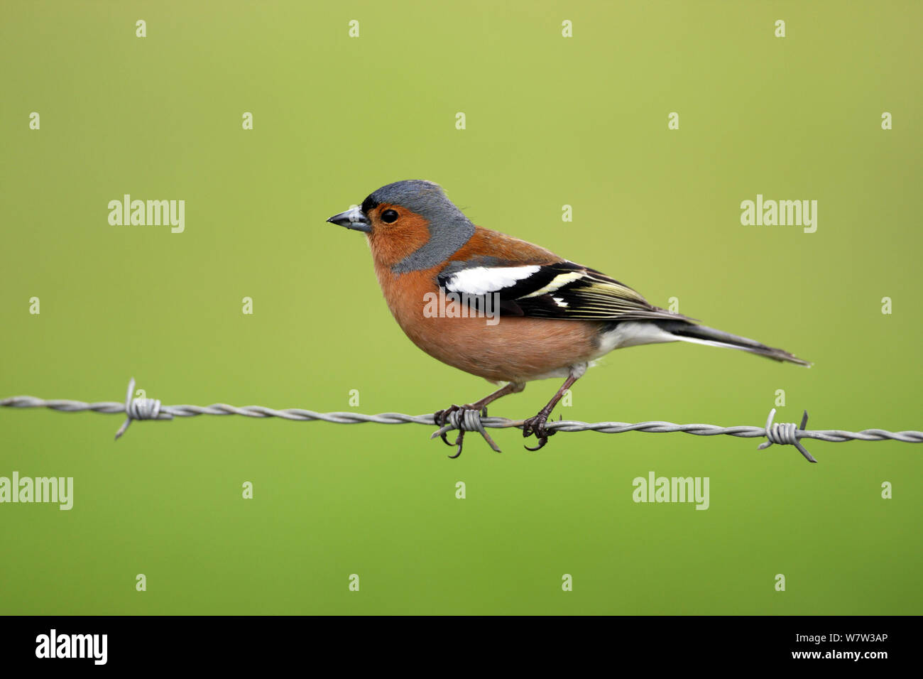 Buchfink (Fringilla coelebs) auf Stacheldraht, Wawickshire, UK, Apil thront. Stockfoto