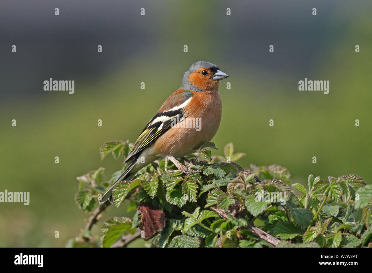 Buchfink (Fringilla coelebs) thront, Warwickshire, UK, April. Stockfoto