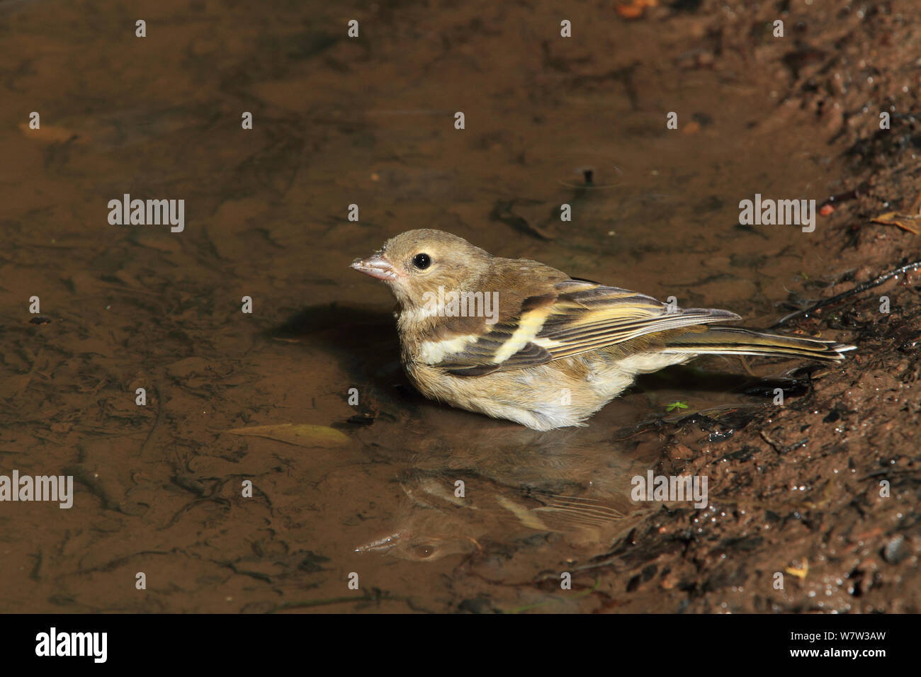 Buchfink (Fringilla coelebs) Weiblich baden in Woodland Pool, Warwickshire, Großbritannien, Juli. Stockfoto
