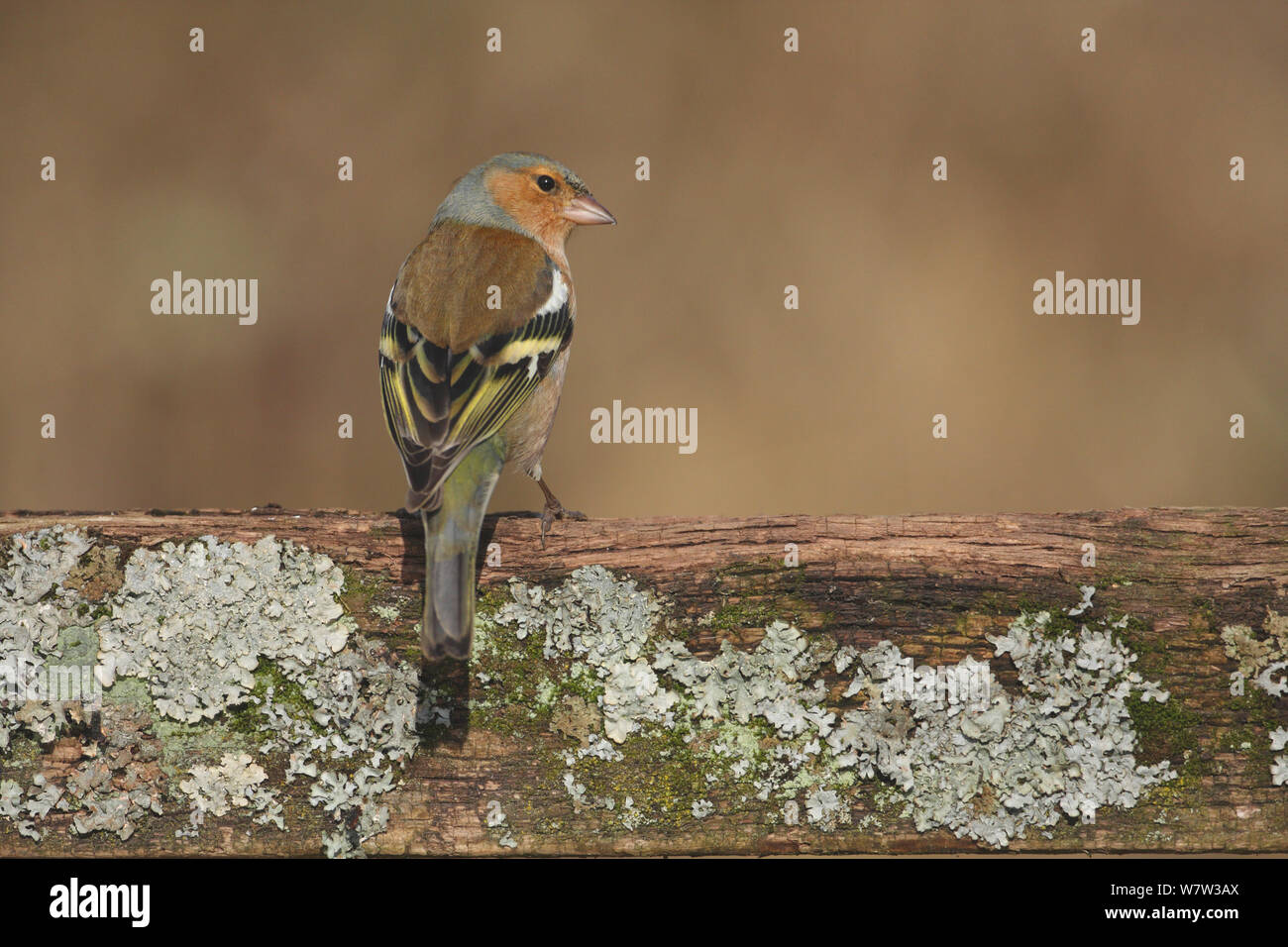 Buchfink (Fringilla coelebs) thront, Wawickshire, Großbritannien, Februar. Stockfoto